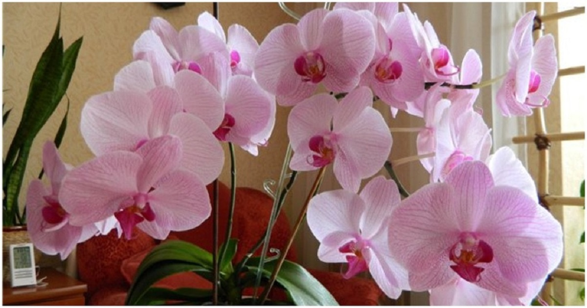 Truc simplu pentru a menține orhideea înflorită tot anul – Cea mai bună metodă