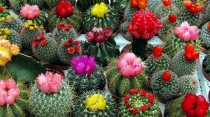 Cum se provoacă înflorirea la cactușii de ghiveci