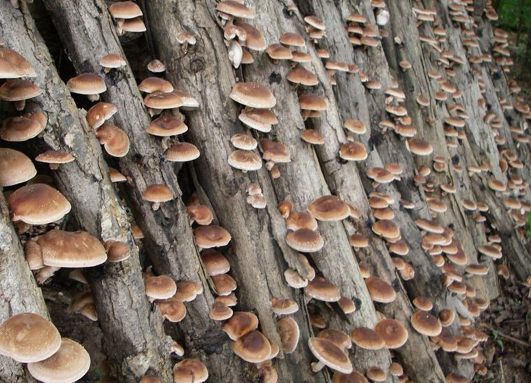 Ciupercile shiitake întăresc imunitatea și distrug celulele canceroase