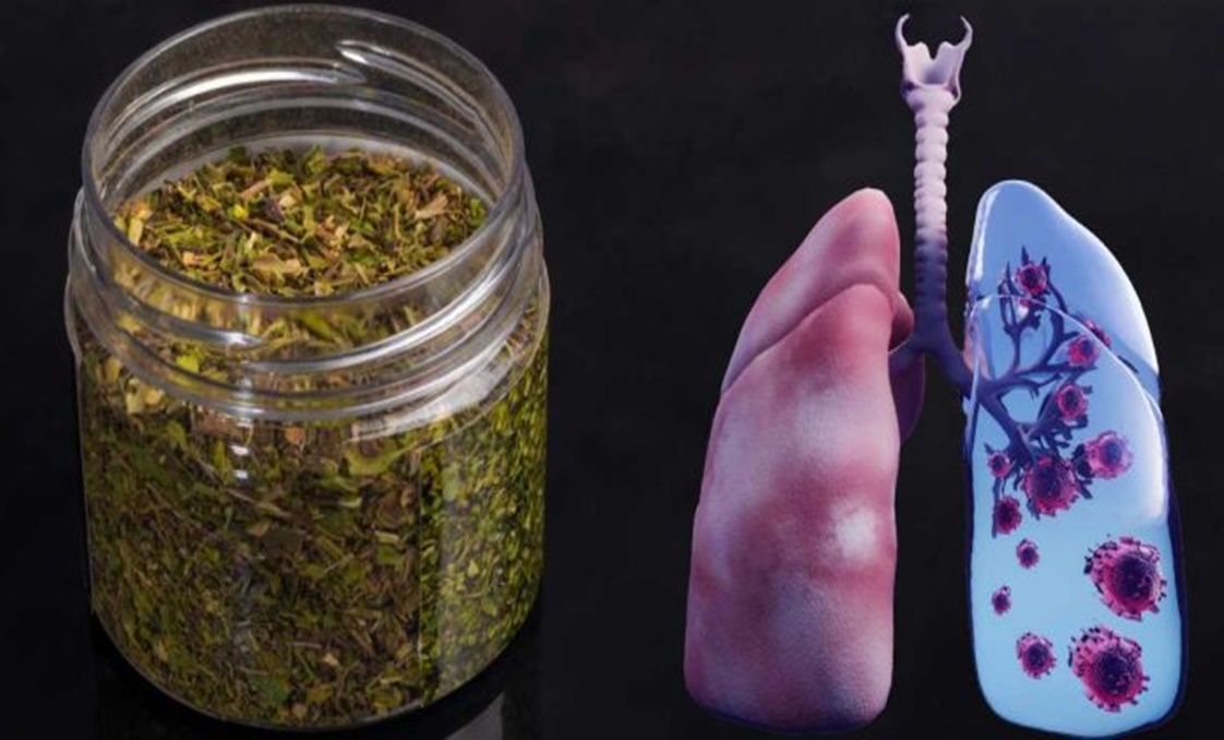 Cimbrul de cultură combate astmul bronşic și ajută la vindecarea bolilor respiratorii