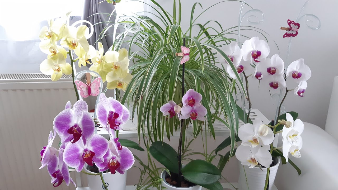 Așezarea strategică a orhideelor: Cum să atragi noroc și frumusețe în casă prin poziționarea lor
