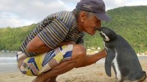 Un pinguin înoată anual 8.000 de kilometri să își vadă salvatorul