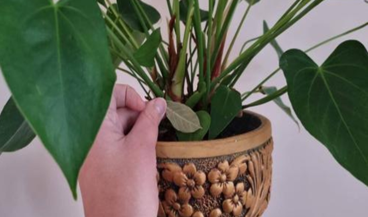 Cum să îmbunătățiți starea plantelor de interior cu ajutorul frunzelor de dafin