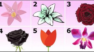 Alege floarea preferata si vezi ce spune despre personalitatea ta