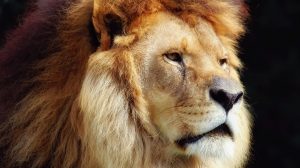 Ce ne place cel mai mult la zodia Leului. 5 calități de top