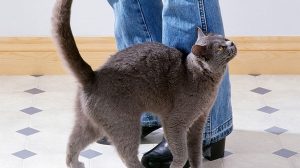 Știai de ce pisicile se plimbă printre picioarele oamenilor? Dacă nu, articolul de azi te va elucida!