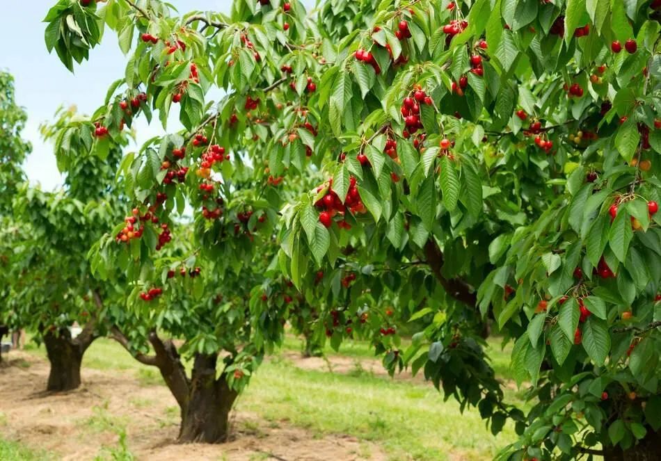 Ce să pui la rădăcina pomilor fructiferi ca să rodească mai mult ca niciodată. Secretul știut doar de grădinarii de top