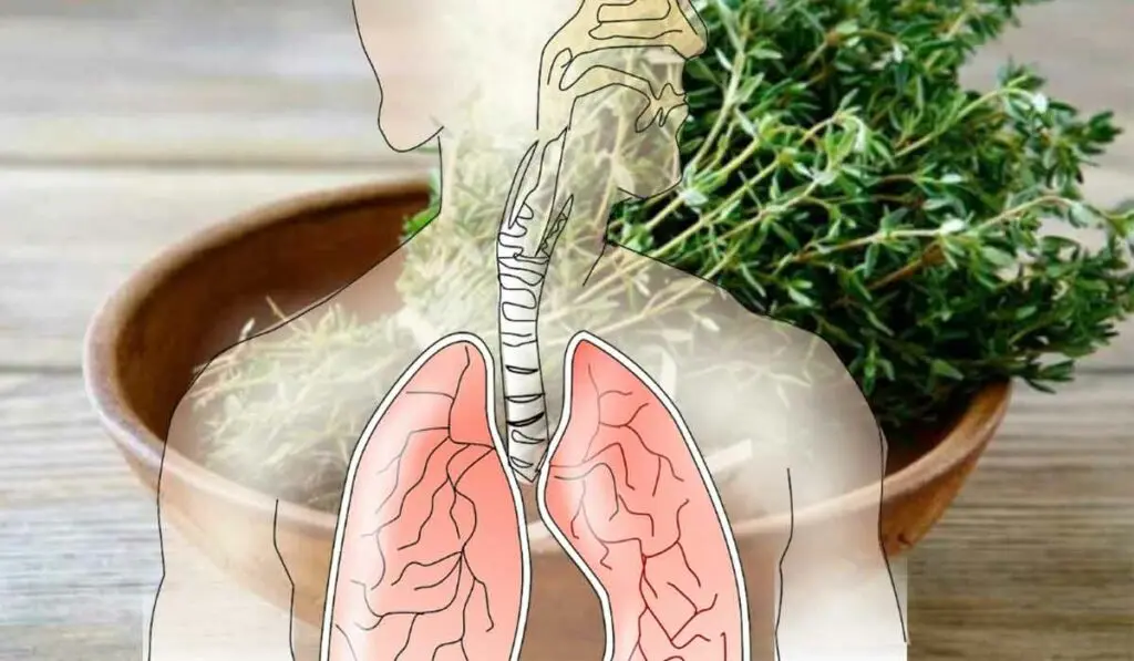 9 plante care curata plamanii si va ajuta sa respirati corect