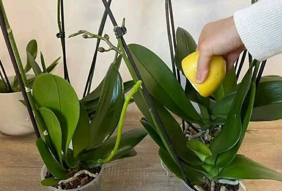 Udarea orhideei cu apă de lămâie pentru o înflorire abundentă