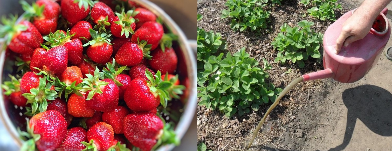 Fertiliz tufele de căpșuni o singură dată primavara și obțin o recoltă bogata toată vara. Boabele sunt mari și dulci