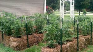 Știați că puteți să cultivați plantele și fără sol? 4 sfaturi despre grădinăritul pe baloturi de paie, pe care mulți oameni nu le cunosc!