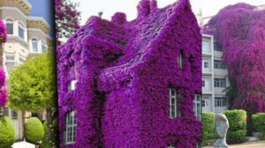 Sunt cu adevărat uimitoare – Cele mai frumoase 13 case din lume, bogate în culorile florilor