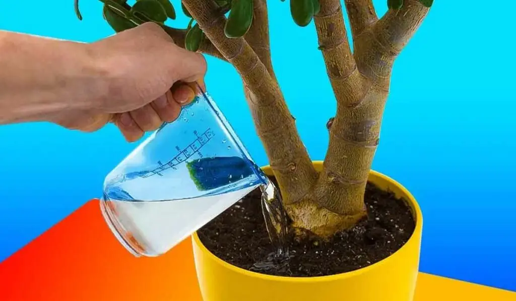 Cum sa pregatesti apa cu vitamine pentru plantele tale?