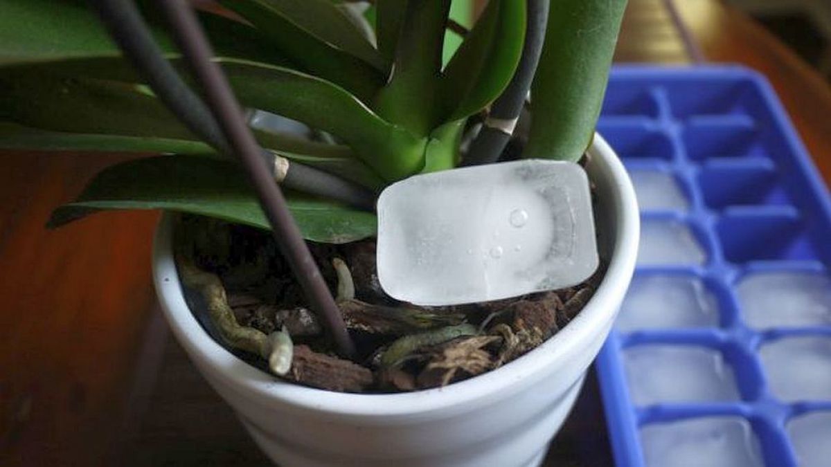 Punerea unui cub de gheață într-un ghiveci de orhidee: 5 sfaturi pentru cultivarea florilor