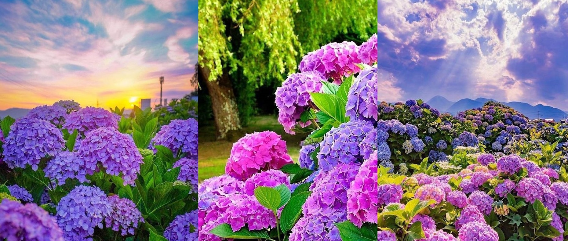 Cum sa provoci inflorirea hortensiilor pentru a crea un spectacol minunat colorat in gradina ta. GALERIE FOTO!