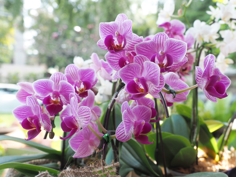 Îngrijirea orhideei și îngrășăminte naturale pentru orhidee