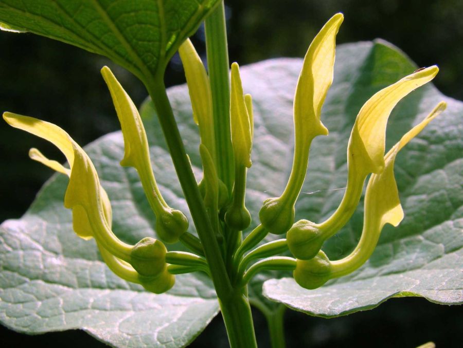 Mărul Lupului – Planta care poate vindeca tumori canceroase şi infecţii greu tratabile