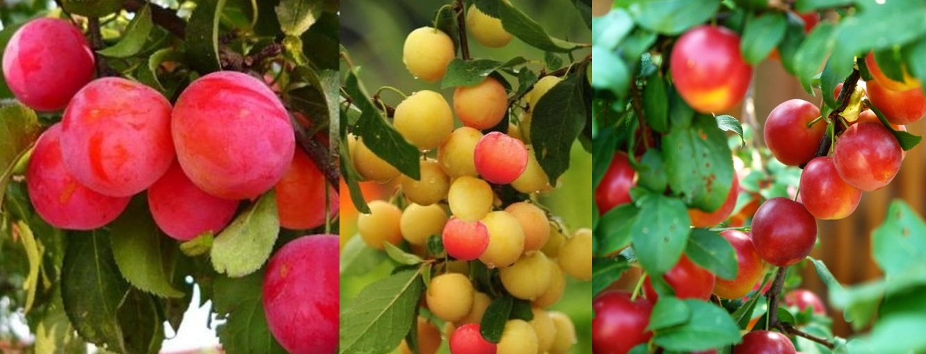 Corcoduşele – fructe banale, dar cu efecte extraordinare pentru sănătate