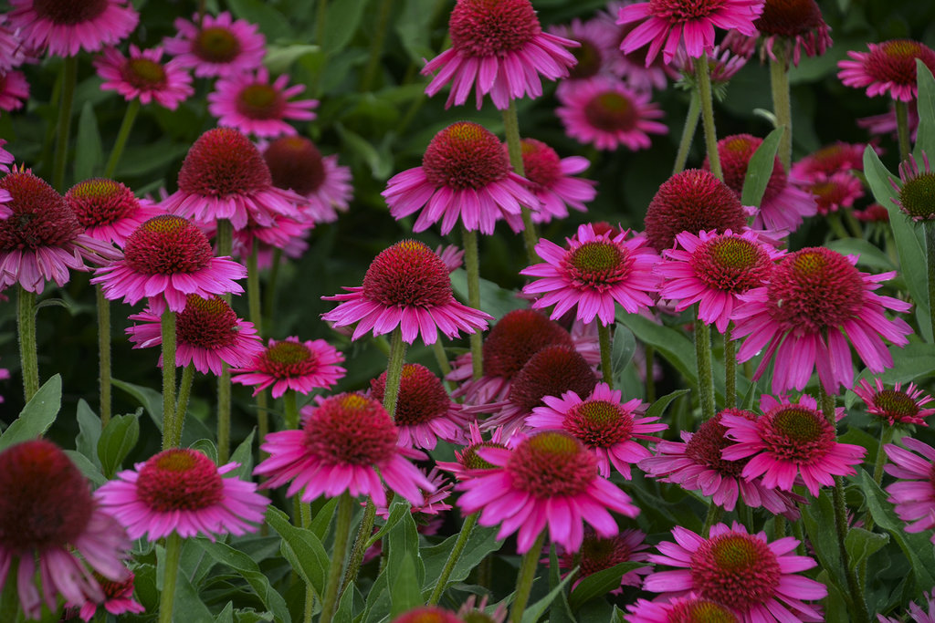 Echinacea – antibiotic natural • Tratamente: Răceală, Bronşita cronică, Sinuzita, Cistite, Adjuvant în infecţii bacteriene, Alergie respiratorie, Artrită