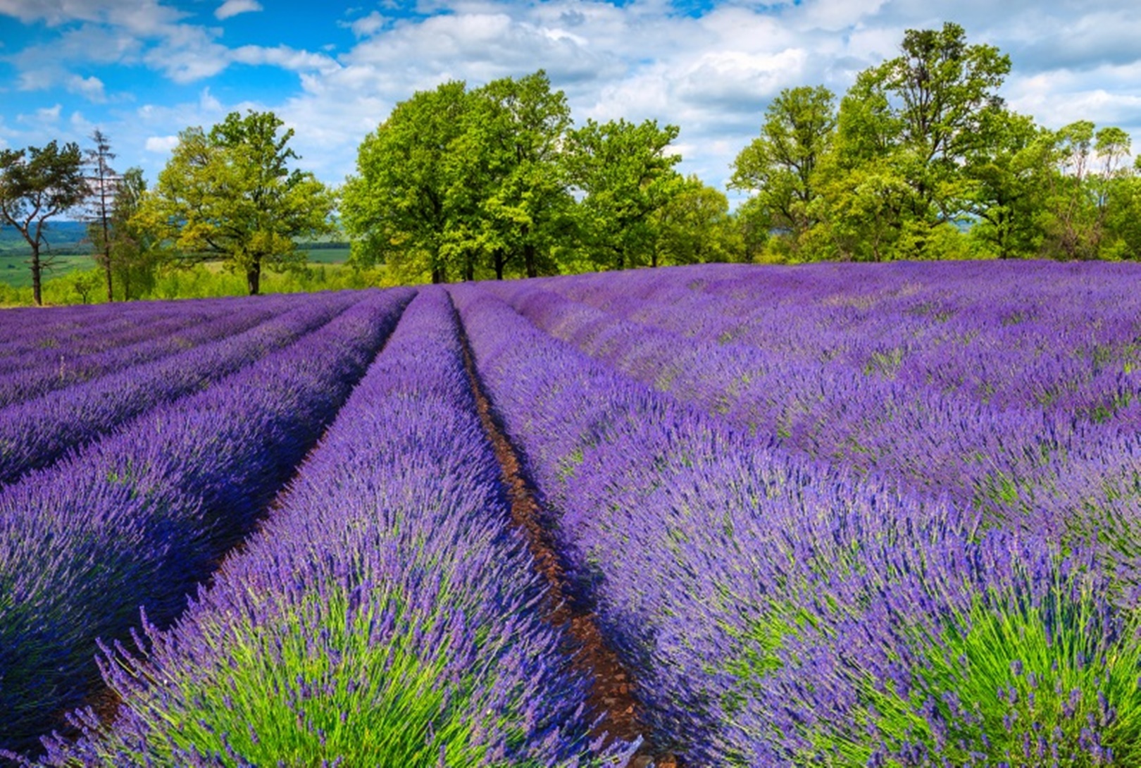 Lavanda – mireasma care vindecă. Ce sunt plantele aromatice și rețete pe bază de lavandă