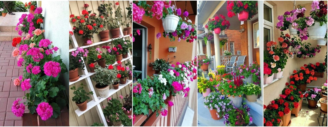 Umple balconul sau terasa cu flori superbe crescute in ghiveci!